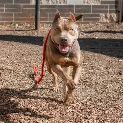An adult large-sized female Mixed Breed dog named Avani for adoption in Chamblee, GA