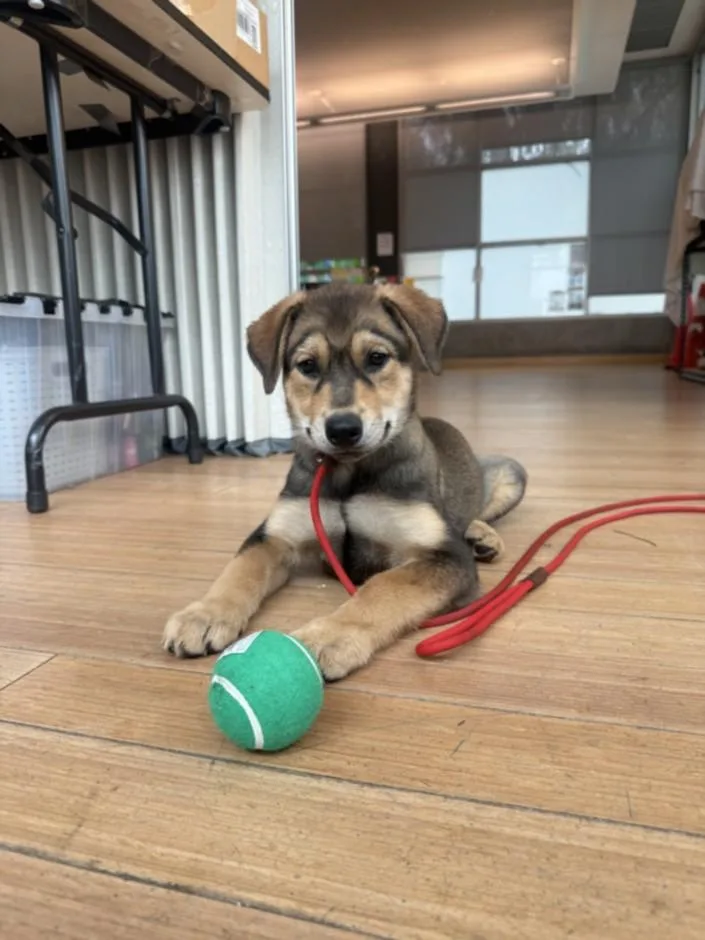 A baby small-sized female Siberian Husky dog named Quest for adoption in Van Nuys, CA