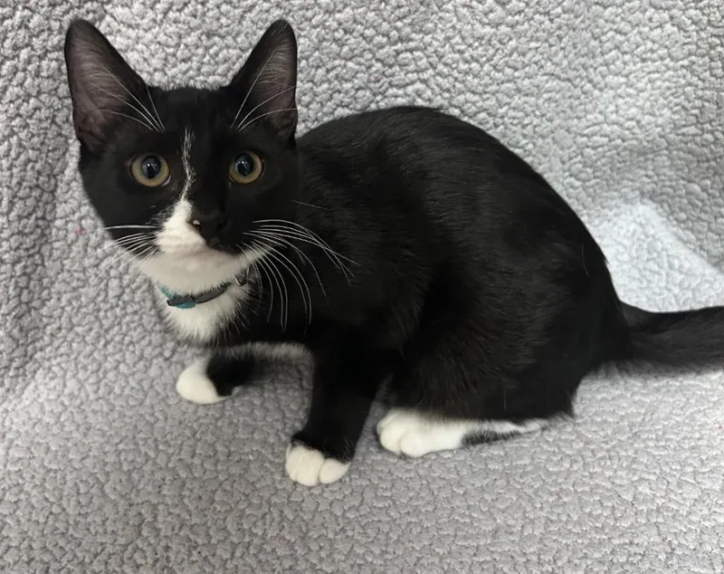 A baby medium-sized female Domestic Short Hair cat named Porcini for adoption in Madison, GA
