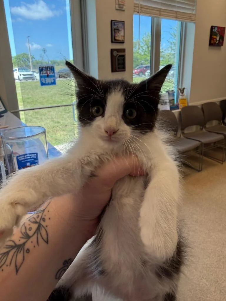 A baby small-sized male Domestic Medium Hair cat named Turnip for adoption in Cape Coral, FL
