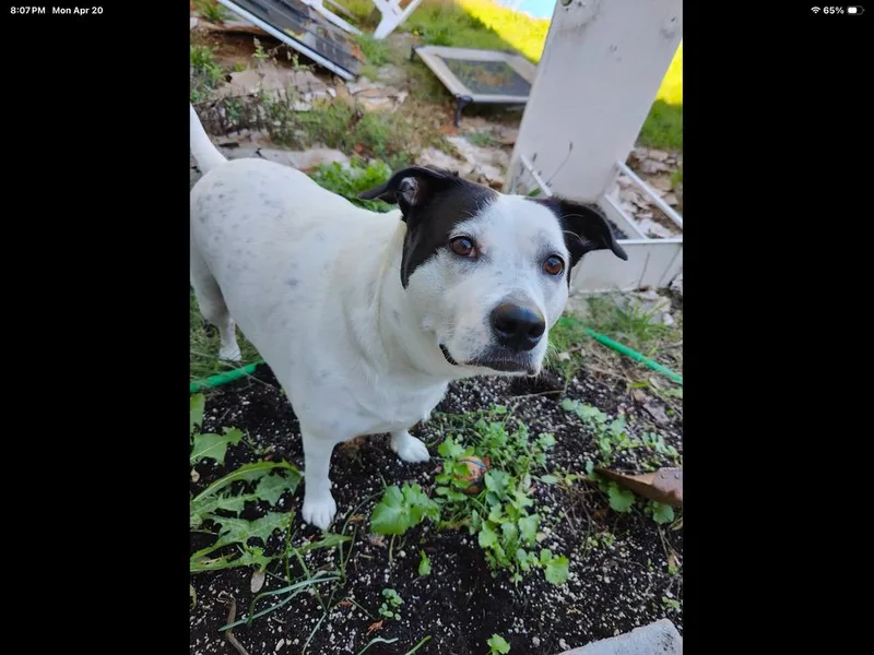 An adult large-sized female Cattle Dog dog named Molly for adoption in Vancouver, WA