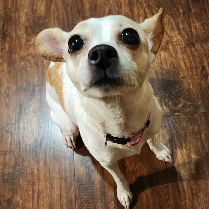 An adult small-sized female White / Cream Chihuahua dog named Queenie for adoption in Ferndale, MI