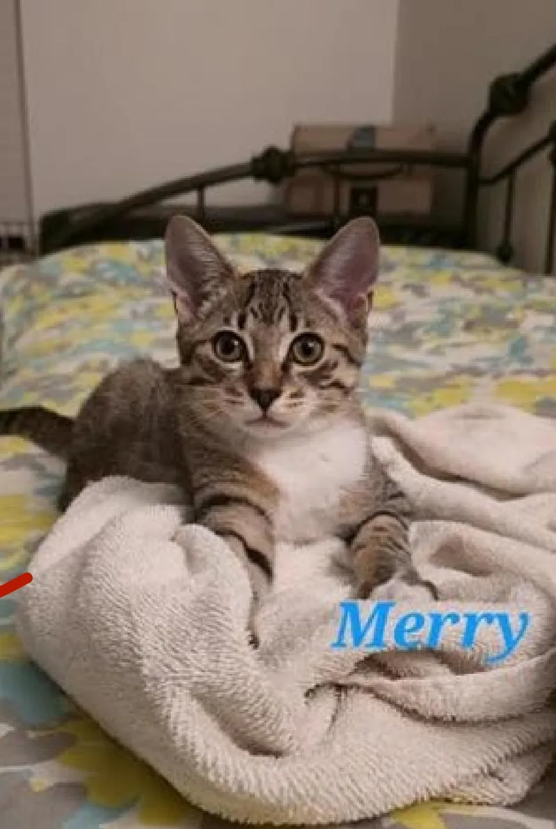 A baby medium-sized male Domestic Short Hair cat named Merry for adoption in Baton Rouge, LA