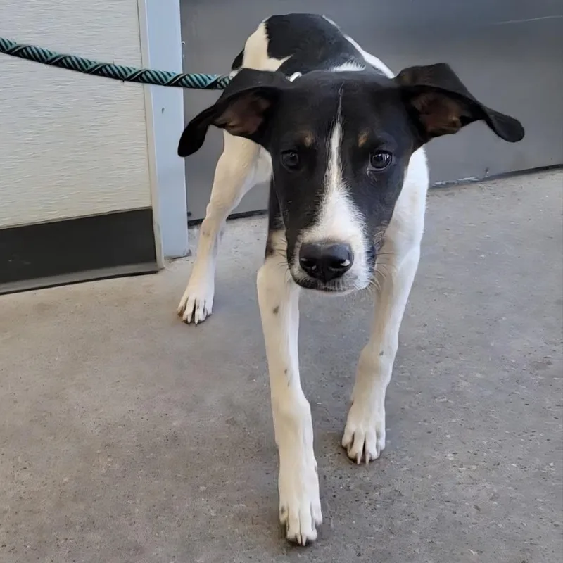 A young small-sized male Black Mixed Breed dog named Yang for adoption in Las Cruces, NM
