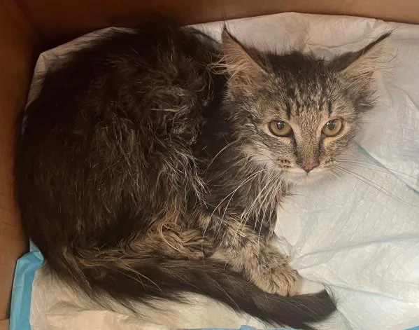 A baby small-sized male Domestic Medium Hair cat named Anran for adoption in Staten Island, NY