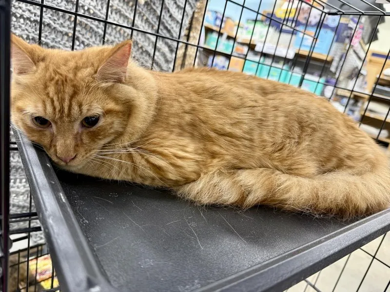 A young medium-sized male Brown / Chocolate Tabby cat named Reeses for adoption in Kinston, NC