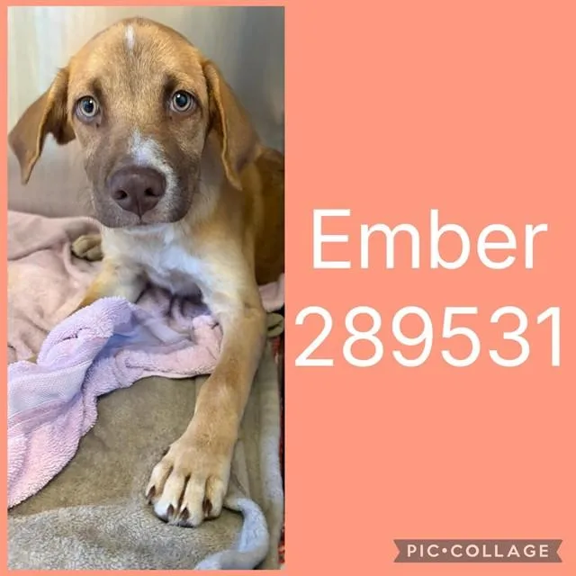 A baby small-sized female Mixed Breed dog named Ember for adoption in Macon, GA