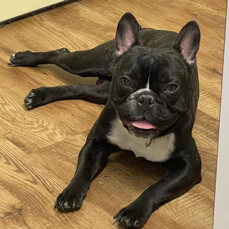 An adult medium-sized male Black French Bulldog dog named Chewy for adoption in Huber Heights, OH