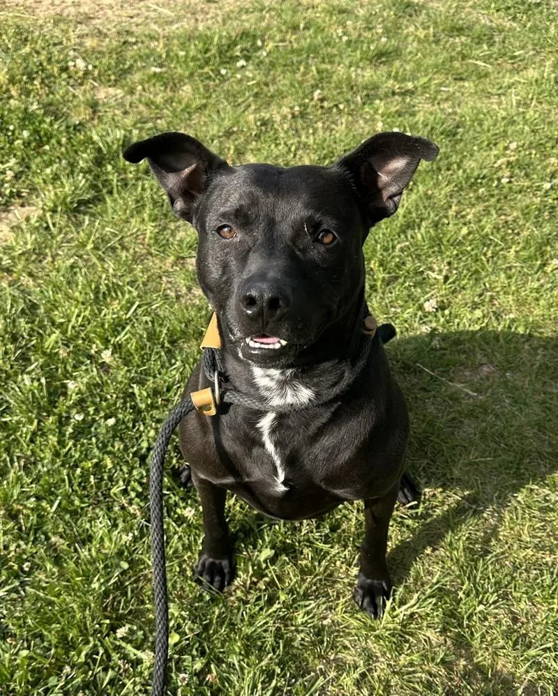 An adult large-sized female Tricolor (Brown, Black, & White) Pit Bull Terrier dog named Athena for adoption in Evansville, IN