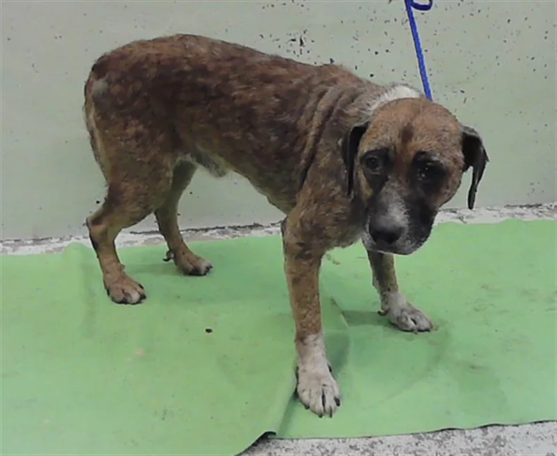 An adult medium-sized male Staffordshire Bull Terrier dog named Wolfy for adoption in Houston, TX