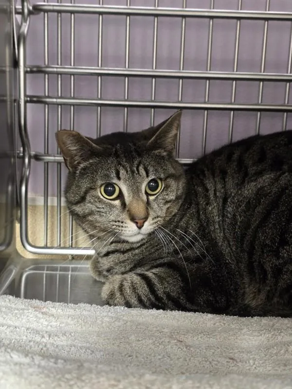An adult large-sized male Domestic Short Hair cat named Ravi for adoption in Vancouver, WA