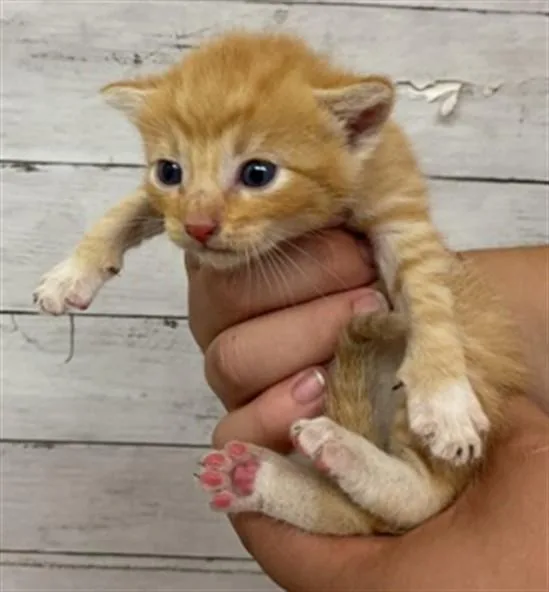 A baby small-sized male Domestic Short Hair cat named Triton for adoption in San Bernardino, CA