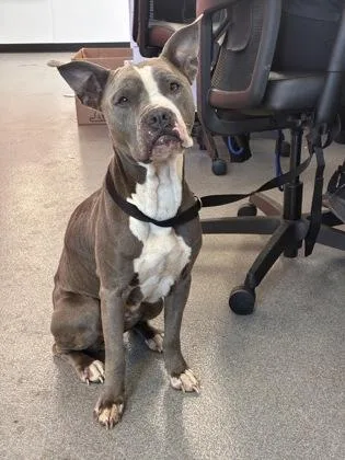 A baby medium-sized female Mixed Breed dog named Tofu for adoption in West Chester, PA