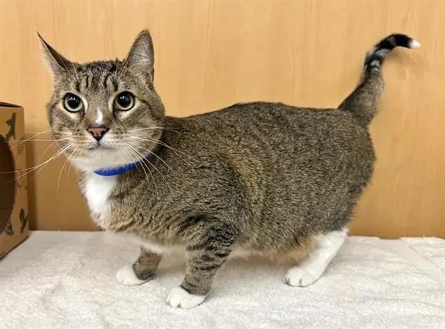 An adult small-sized male Domestic Short Hair cat named Louis for adoption in Saint Louis, MO
