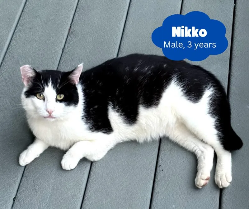 A young medium-sized male Black & White / Tuxedo Domestic Short Hair cat named Nikko for adoption in Newburgh, NY