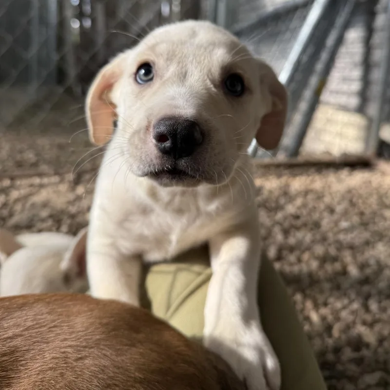 Starry thumbnail 2
