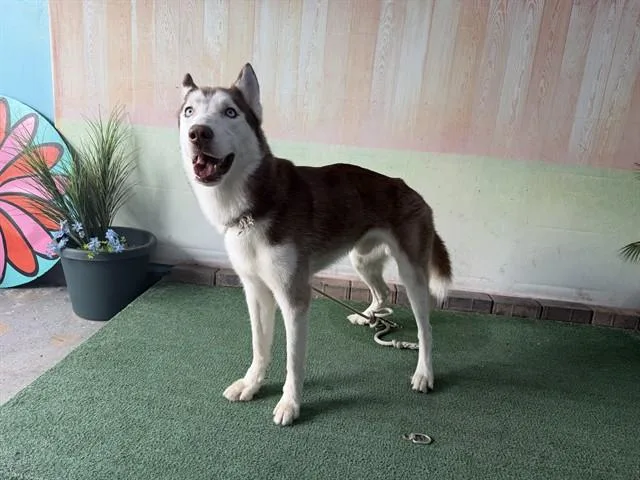 A young medium-sized male Husky dog named Creed for adoption in Baldwin Park, CA