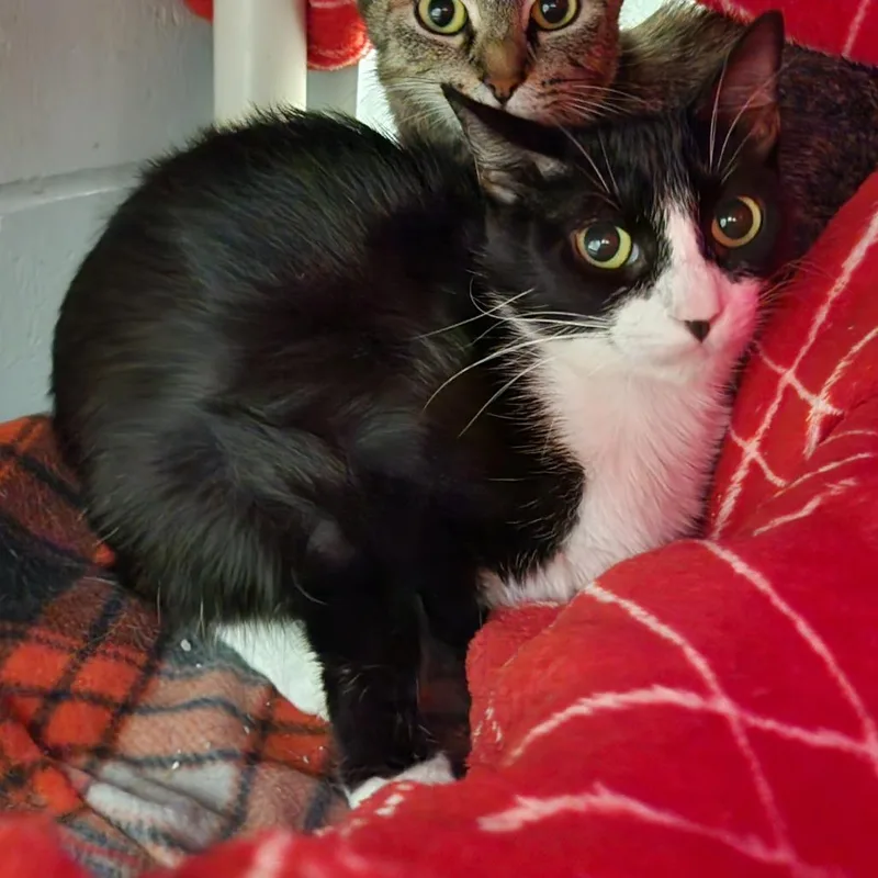 A young medium-sized female Gray / Blue / Silver Domestic Short Hair cat named Darling for adoption in Grand Rapids, MI