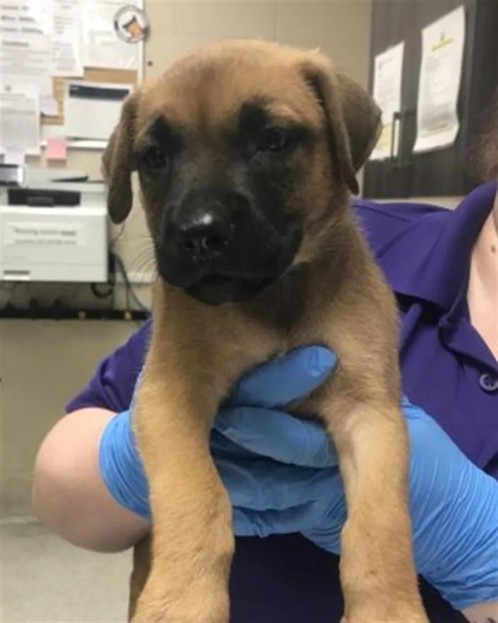 A baby small-sized male Labrador Retriever dog named A for adoption in Conroe, TX