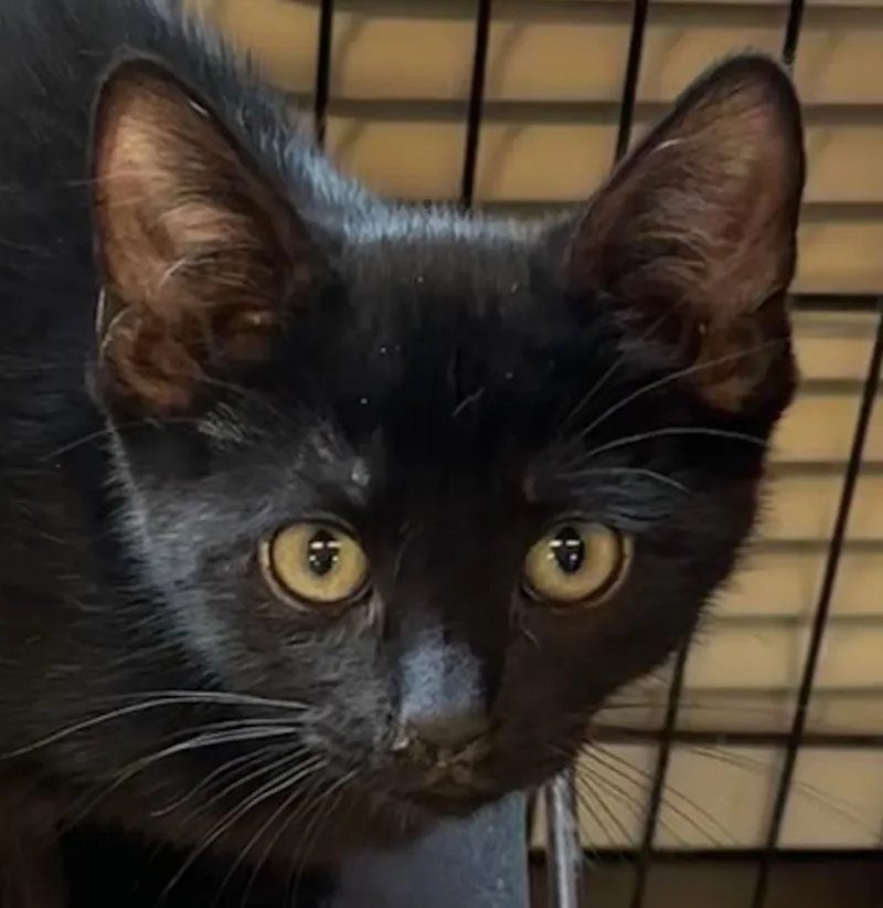 A baby small-sized male Domestic Short Hair cat named Billy for adoption in Elizabethton, TN