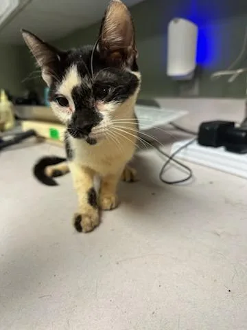 A baby small-sized female Domestic Short Hair cat named Nacho Supreme for adoption in Jacksonville, FL