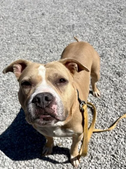 An adult large-sized female Mixed Breed dog named Hawaiian Sweet Roll for adoption in Cincinnati, OH
