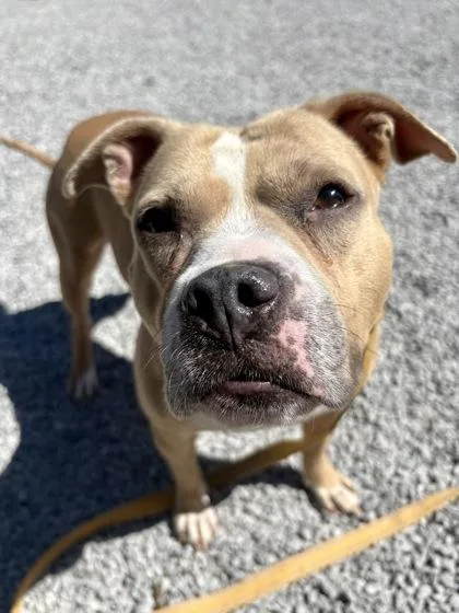 Hawaiian Sweet Roll thumbnail 2