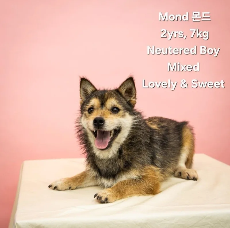 A young small-sized male Mixed Breed dog named Mond for adoption in Long Island City, NY