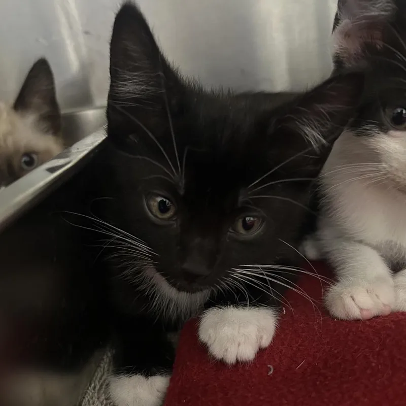 A baby small-sized male Black Domestic Short Hair cat named Tavio for adoption in Pensacola, FL