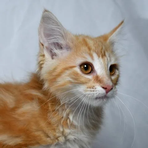 A baby small-sized male Orange / Red Domestic Long Hair cat named Dennis for adoption in Johnson City, TN