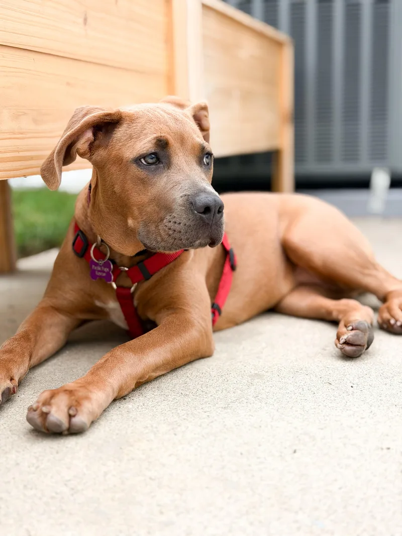 A baby large-sized female Weimaraner dog named Sunny for adoption in Marina Del Rey, CA