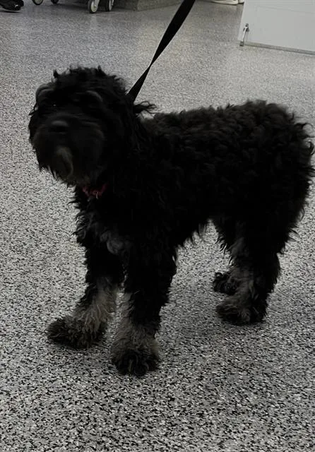 An adult small-sized female Poodle dog named A for adoption in Palmetto, FL