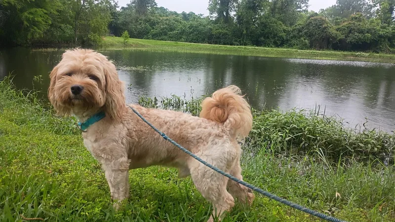 A young small-sized male Apricot / Beige Maltese dog named Rufus Rocks! for adoption in Houston, TX