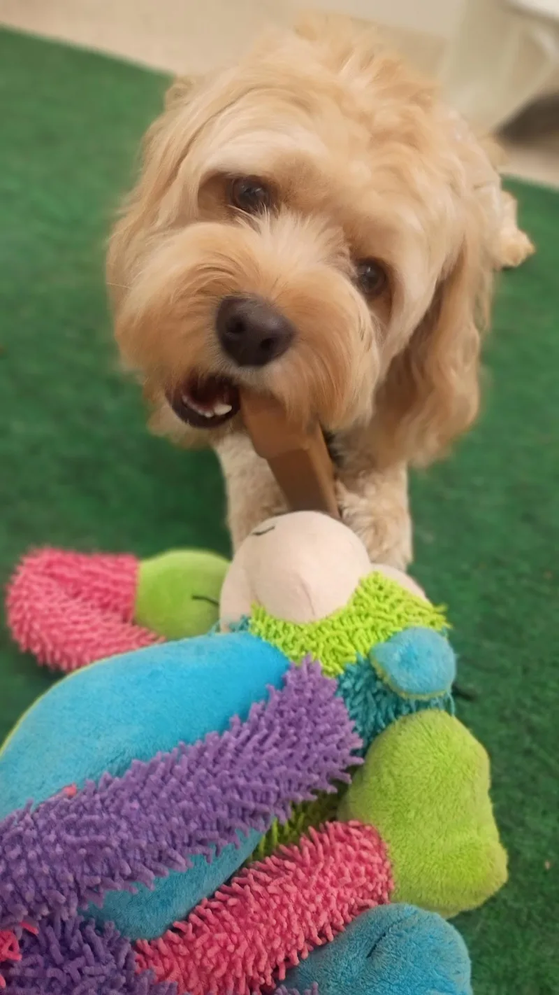 Rufus Rocks! thumbnail 5