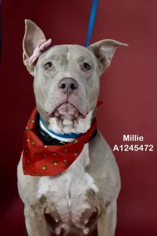 An adult medium-sized female Pit Bull Terrier dog named Millie for adoption in Bakersfield, CA