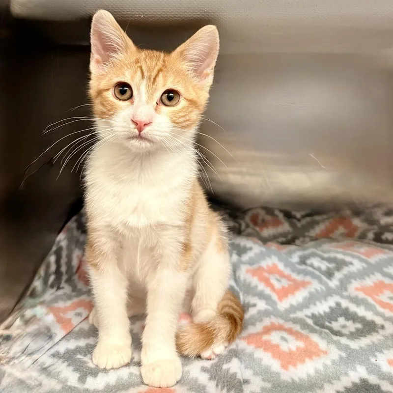 A baby small-sized female Orange / Red Domestic Short Hair cat named Danish for adoption in Palm Springs, CA
