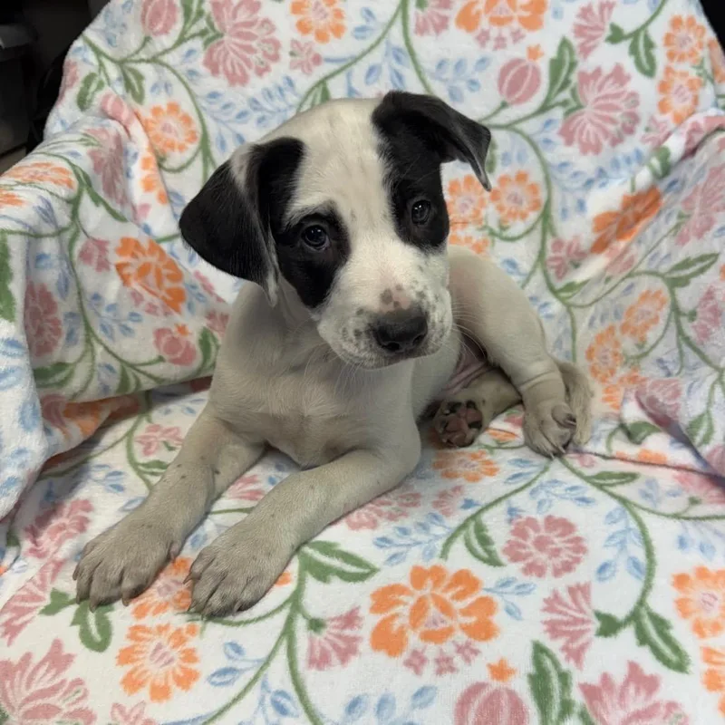 A baby small-sized male White / Cream Pit Bull Terrier dog named Ziggy for adoption in Kittanning, PA