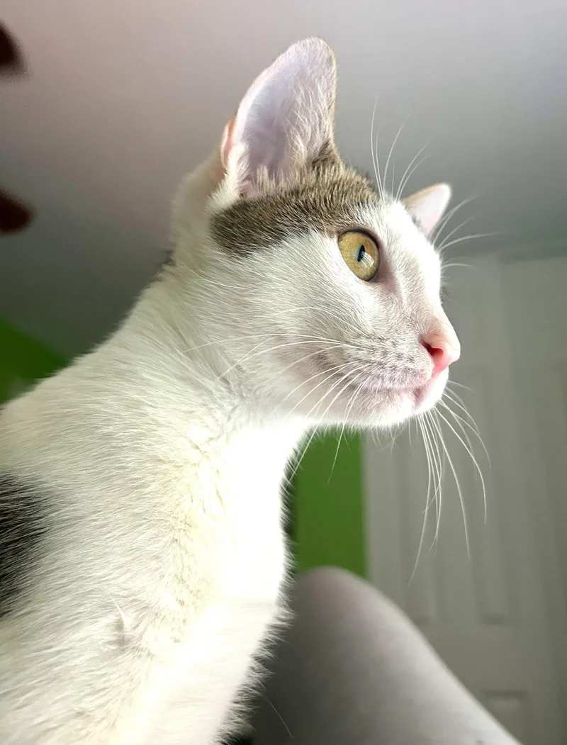 A baby medium-sized male Domestic Short Hair cat named Loki for adoption in Lighthouse Point, FL