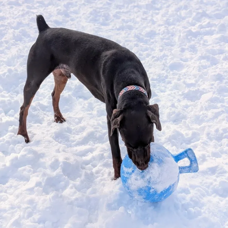 An adult large-sized male Red / Chestnut / Orange Doberman Pinscher dog named Zeus for adoption in Sandown, NH