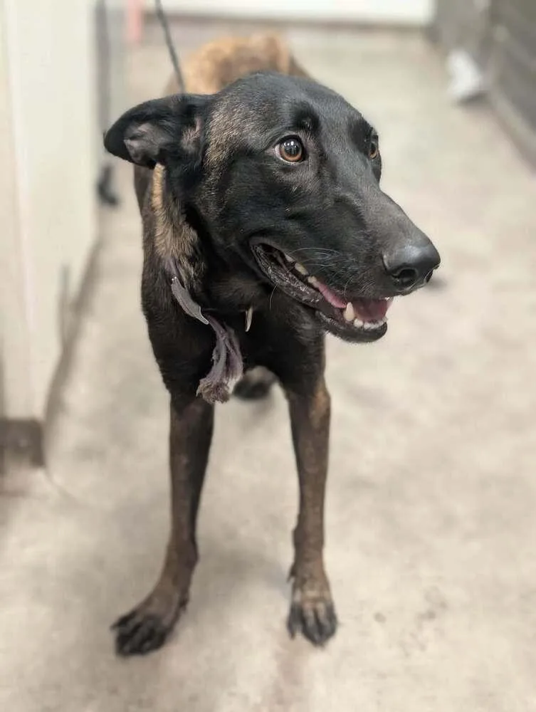 An adult large-sized female Tricolor (Brown, Black, & White) Belgian Shepherd / Malinois dog named Kimiko located in Missouri for adoption in Imlay City, MI