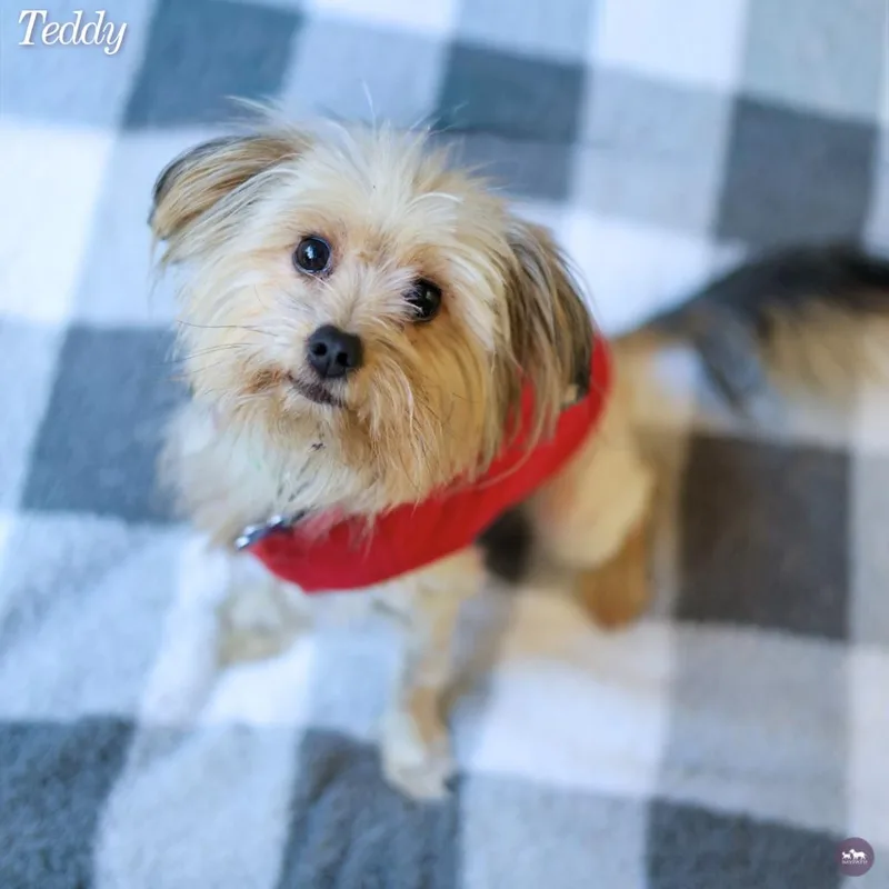 Teddy thumbnail 2