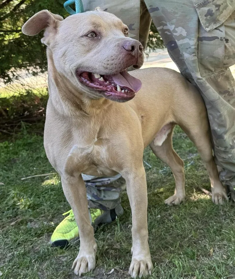 An adult large-sized male Pit Bull Terrier dog named Andre for adoption in Troy, AL