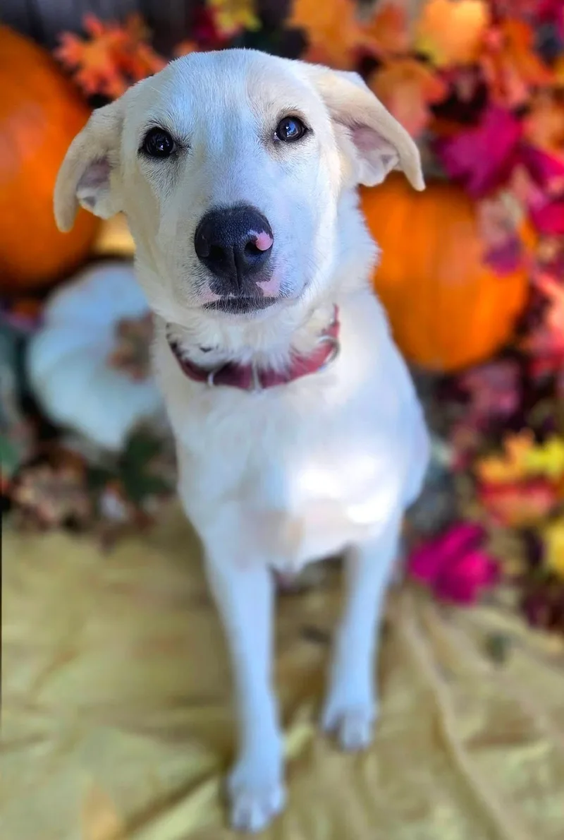 A young large-sized female Labrador Retriever dog named Darbie for adoption in University Place, WA