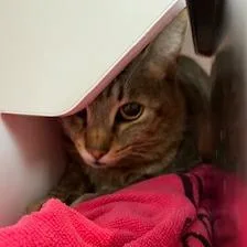 An adult large-sized male Brown / Chocolate Domestic Short Hair cat named Sorbetto for adoption in Buellton, CA