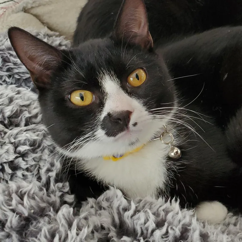 An adult small-sized female Black Domestic Short Hair cat named Elliptical for adoption in Brea, CA