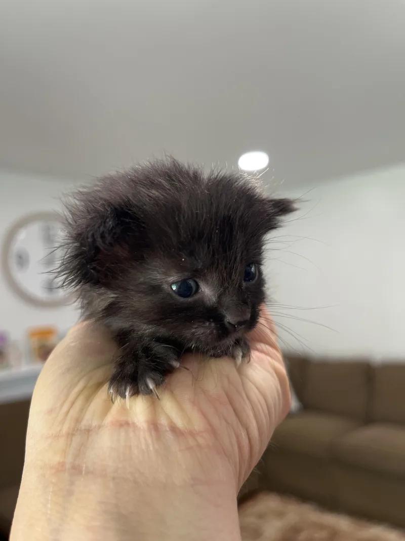 A baby medium-sized female Black Domestic Short Hair cat named Apple Jack for adoption in Fruit Heights, UT