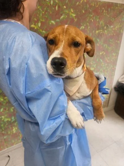 An adult small-sized female Terrier dog named Caroline for adoption in San Antonio, TX