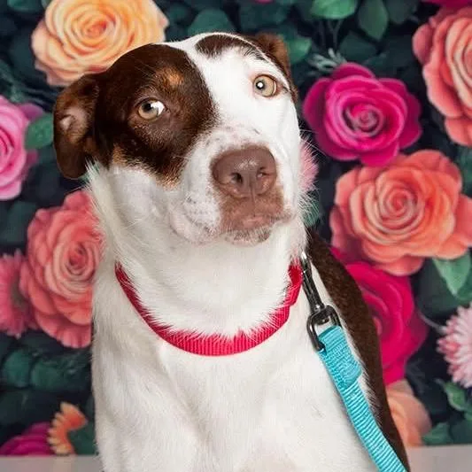 A young medium-sized female Yellow / Tan / Blond / Fawn Mixed Breed dog named Hallie for adoption in Fredericksburg, VA