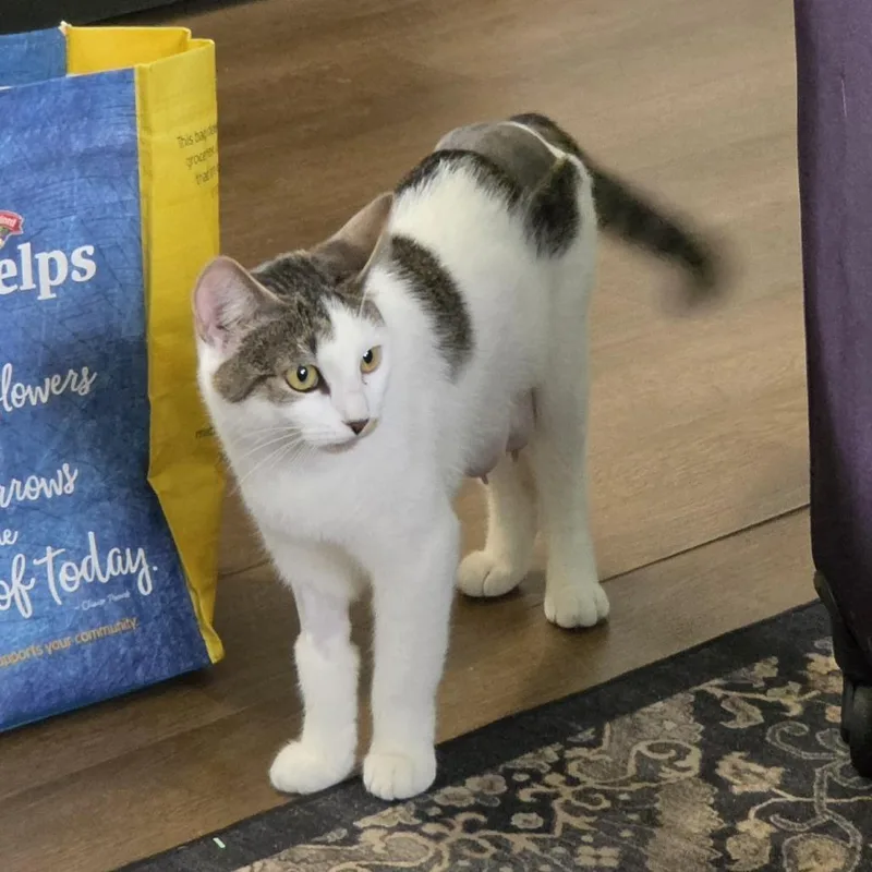 An adult medium-sized female Domestic Short Hair cat named Dragon for adoption in South Burlington, VT
