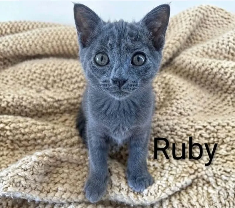 Ruby thumbnail 2
